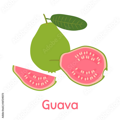 Guava Fruit. Vector Illustration EPS.