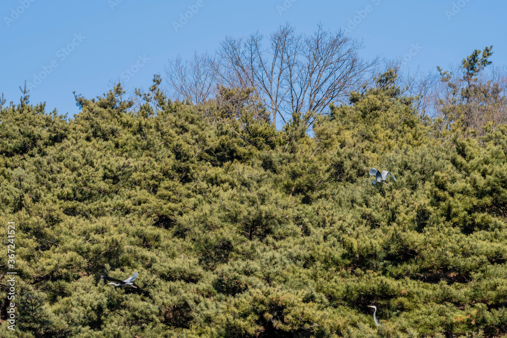 Two gray heron flying, third perched Two gray heron flying, third perched