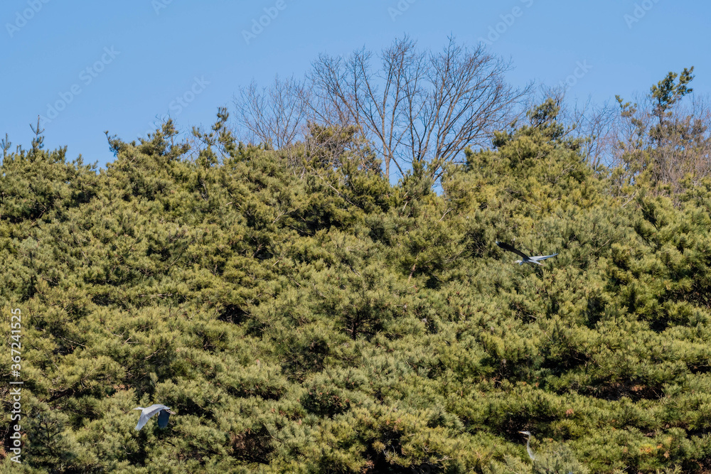 Two gray heron flying, third perched Two gray heron flying, third perched