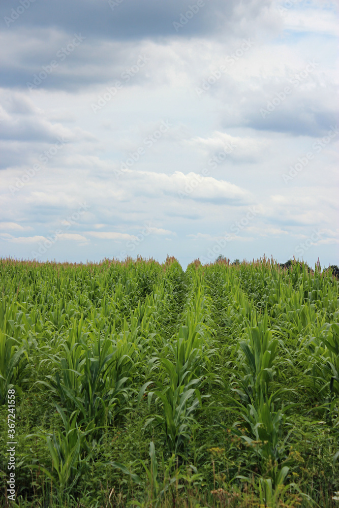 Cornfield Cornfield