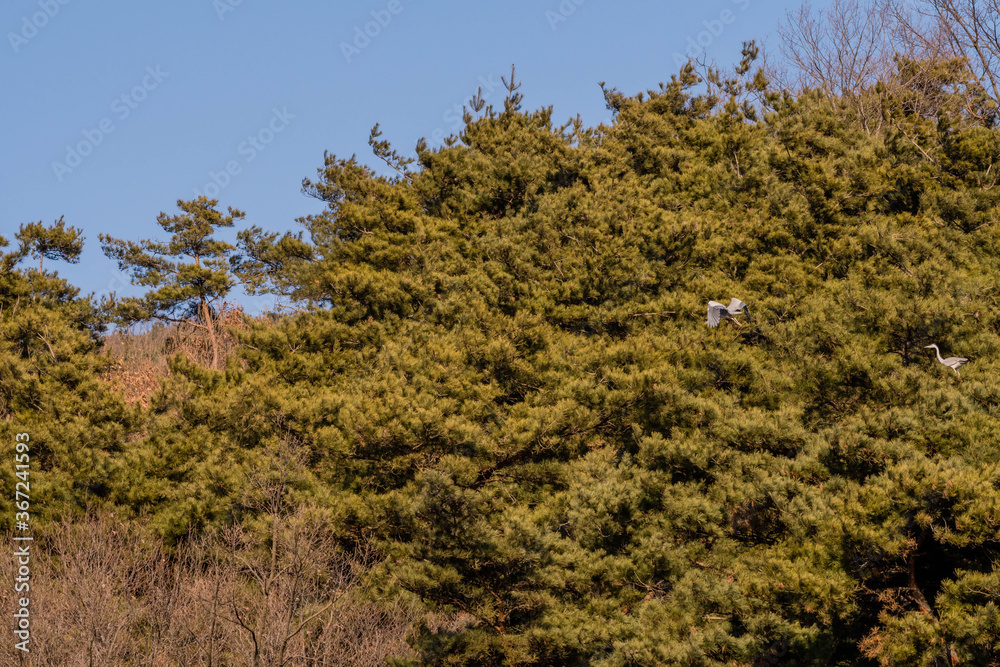 Two heron, one flying Two heron, one flying
