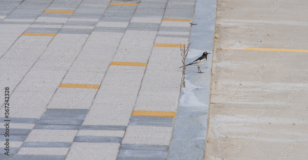 Japanese Wagtail standing on curb