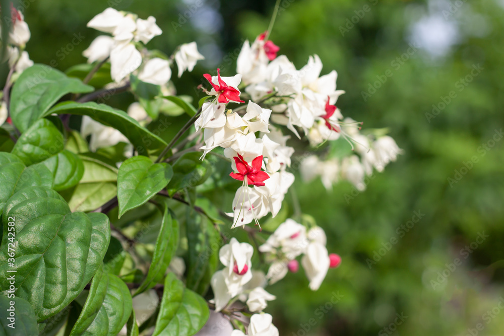 Bleeding heart, Broken heart, Bag flower bloom in the sunshine in the garden on blur nature background. Bleeding heart, Broken heart, Bag flower bloom in the sunshine in the garden on blur nature background.
