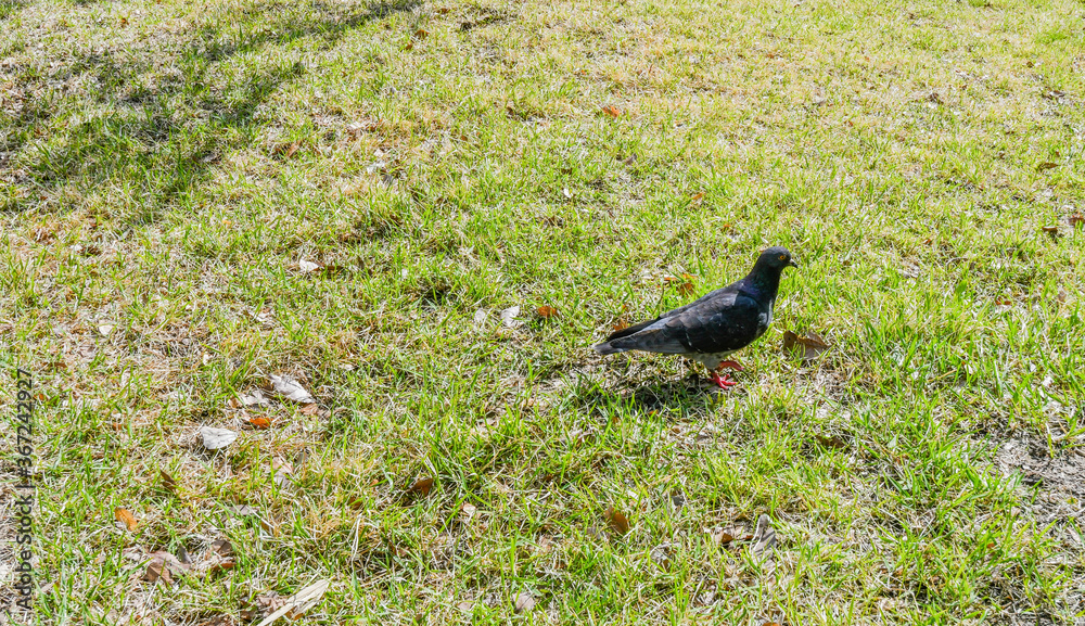 Pigeon walking on green grass Pigeon walking on green grass