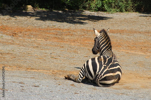 Zebra at the zoo.