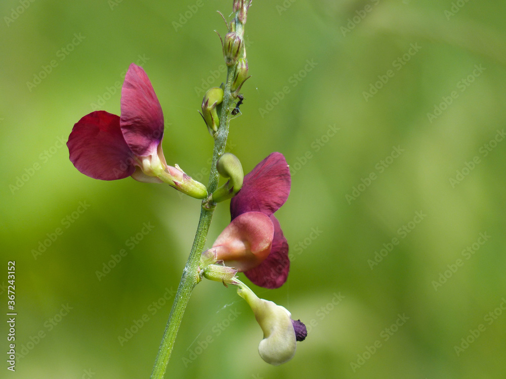 Flowers of Siratro (Macroptilium atropurpureum). Flowers of Siratro (Macroptilium atropurpureum).