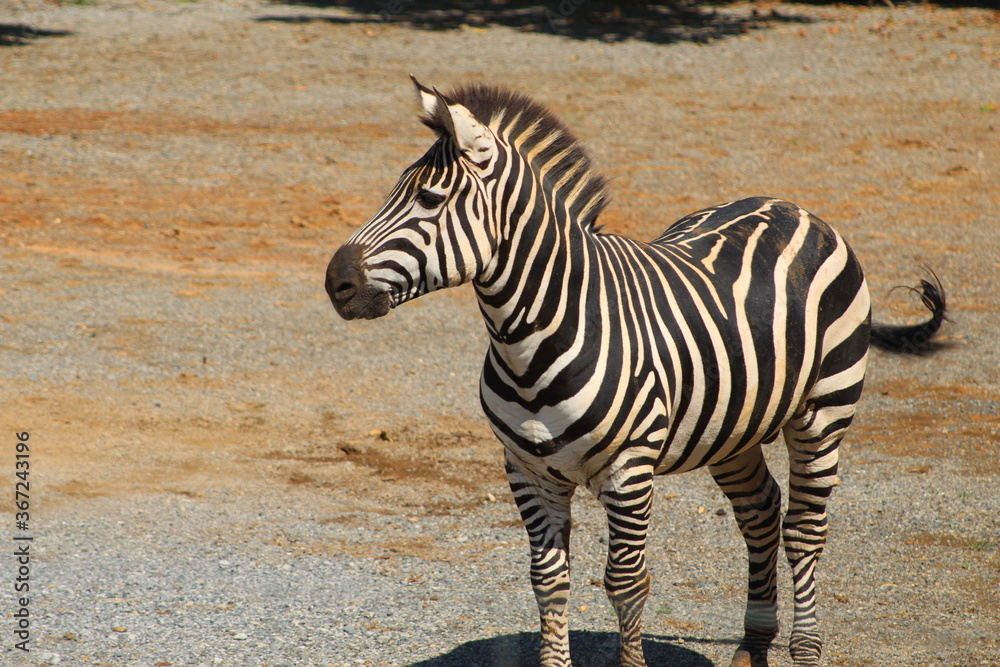 Zebra at the zoo.