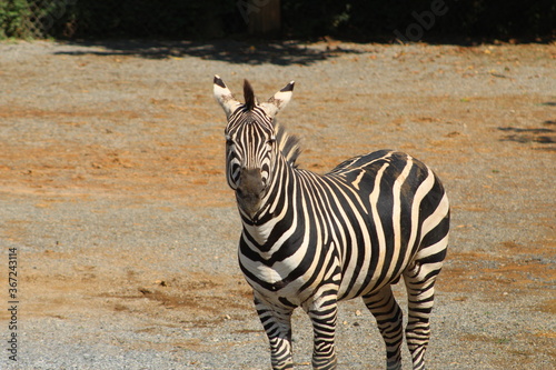 Zebra at the zoo.
