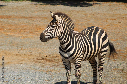 Zebra at the zoo.