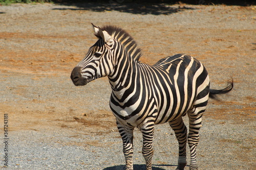 Zebra at the zoo.