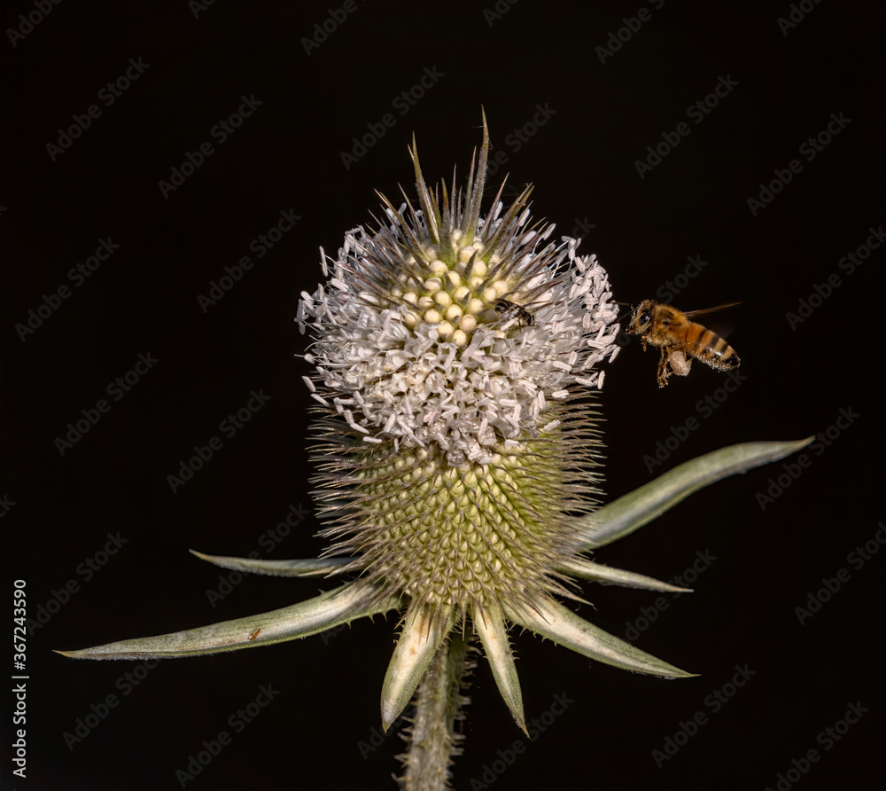 dry thistle flower with hovering bee dry thistle flower with hovering bee