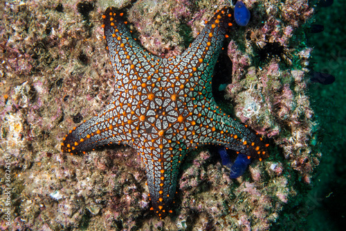 starfish in the sea