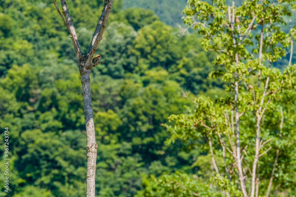 Obraz premium Single sparrow perched on branch
