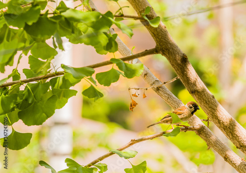 Sparrow perched on branch © aminkorea