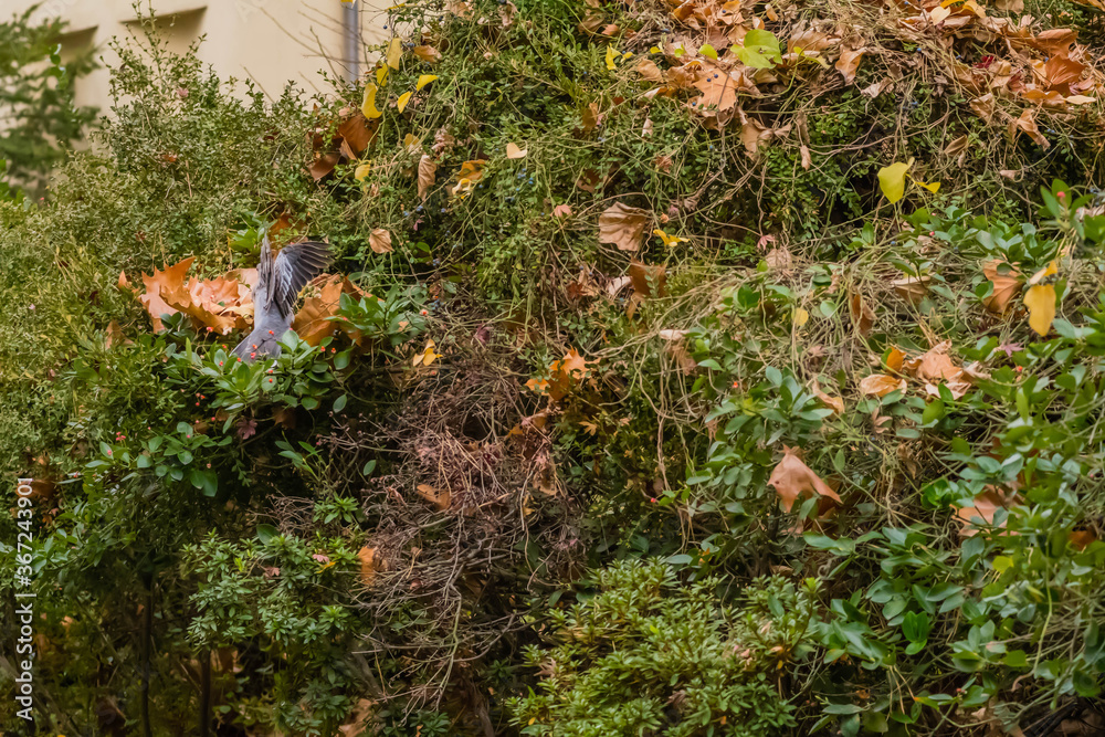 Turtledove landing on bush.