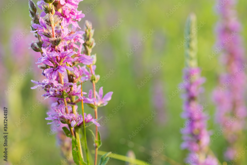 Obraz premium Lythrum salicaria, purple loosestrife flowers macro selective focus