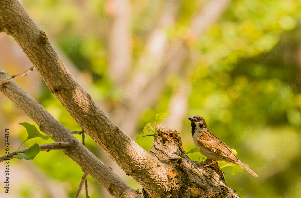 Sparrow perched in tree