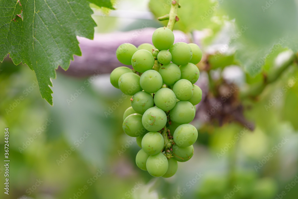 Young fruits of the grape, on the branch