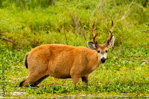 Male of Marsh deer -Blastocerus dichotomus- in Ibera wetland, Argentina photo