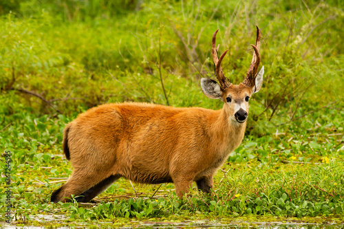Male of Marsh deer -Blastocerus dichotomus- in Ibera wetland, Argentina photo