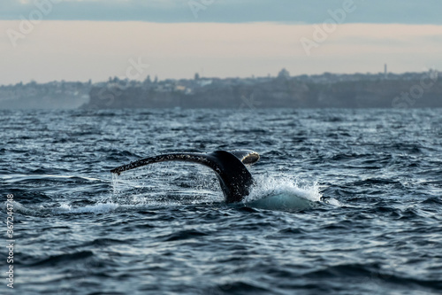 Photography Humpback whale swimming near the coast, Sydney Australia