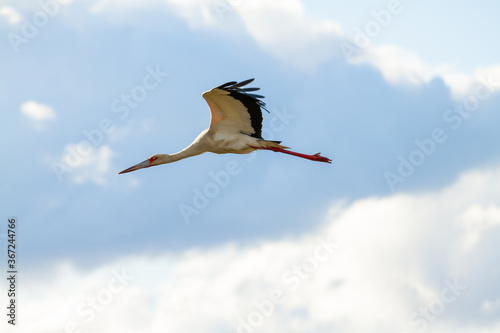stork flying in a day with enough clouds in Ibera, Argentina