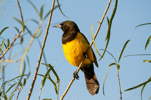 Bown and Yellow marshbird resting on a branch while looking for insects to feed in Ibera, ARg. photo