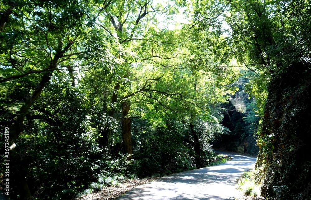 Obraz premium 緑 木漏れ日 風景 癒し 歩く