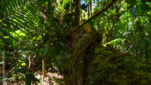 fallen tree in the jungle of panama