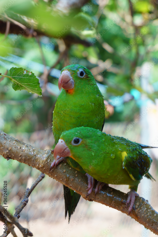 two green parakeets on a branch