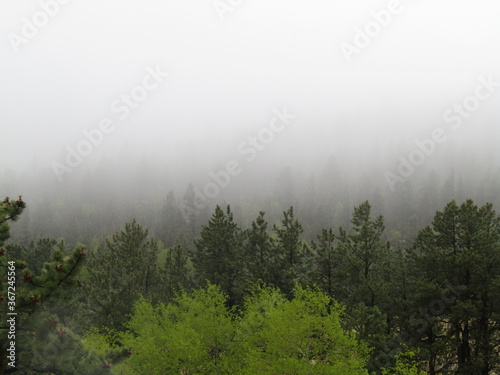 Fototapeta Naklejka Na Ścianę i Meble -  Misty morning in a mountain forest.