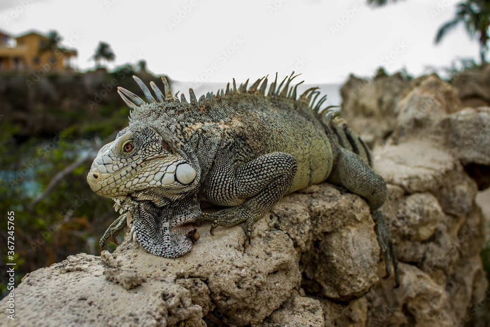 iguana on rock wall, Curacao, Caribbean Islands iguana on rock wall, Curacao, Caribbean Islands