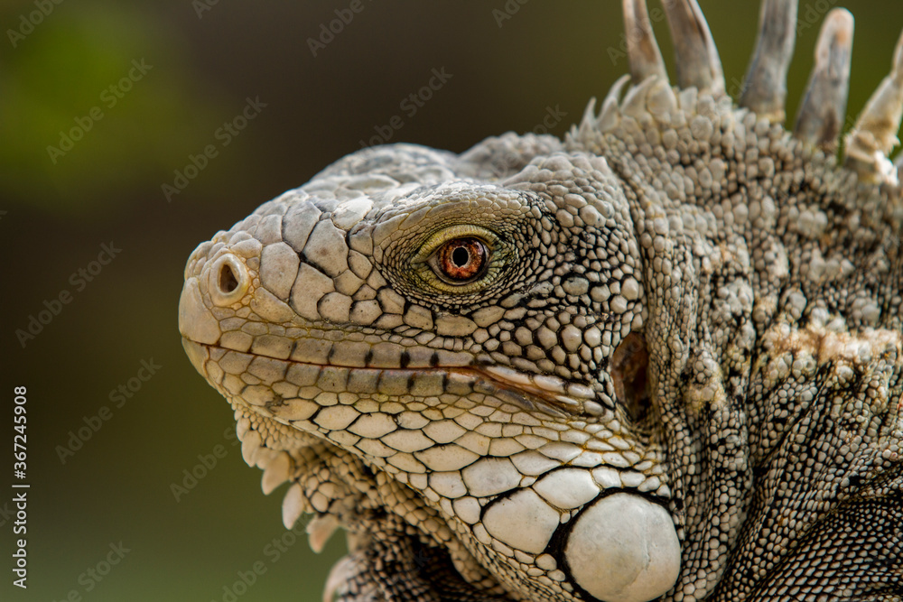 Fototapeta premium closeup of iguana, magical eye