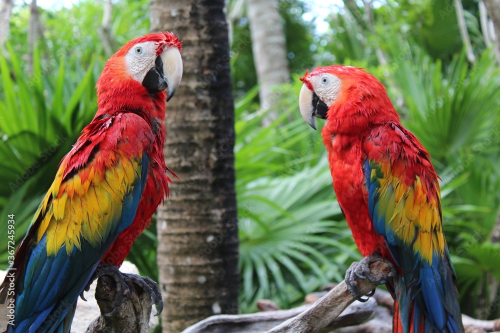 Guacamayos de xcaret.