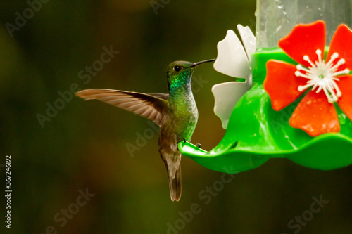 white-throated hummingbird sucking sugary water from a trough or trough