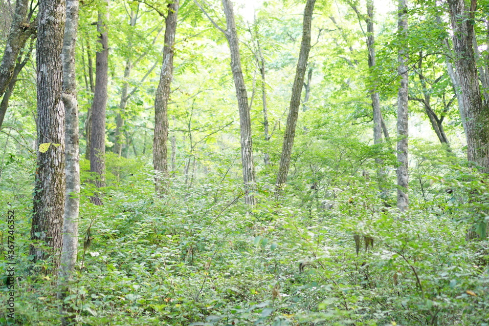 Fototapeta premium trees in the forest