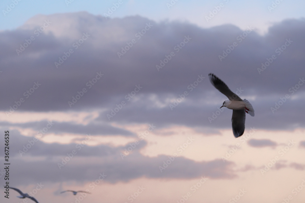 Fototapeta premium 羽ばたく鳥(カモメ)