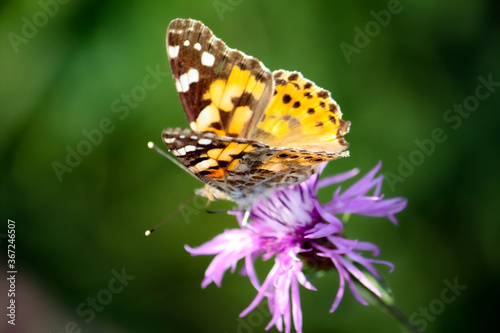Schmetterling an einem Waldweg in Aachen in Deutschland © Daniel