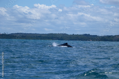humpback whale fin