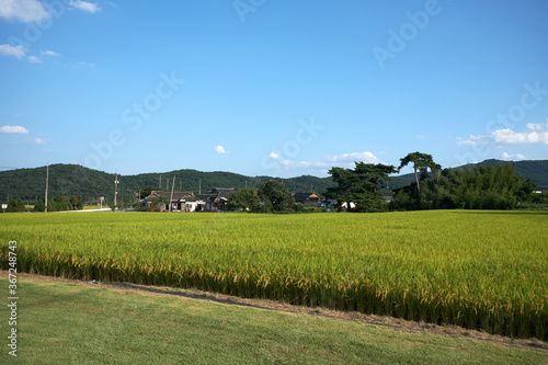 rice paddy. Farm village in Goryeong-gun  South Korea. 