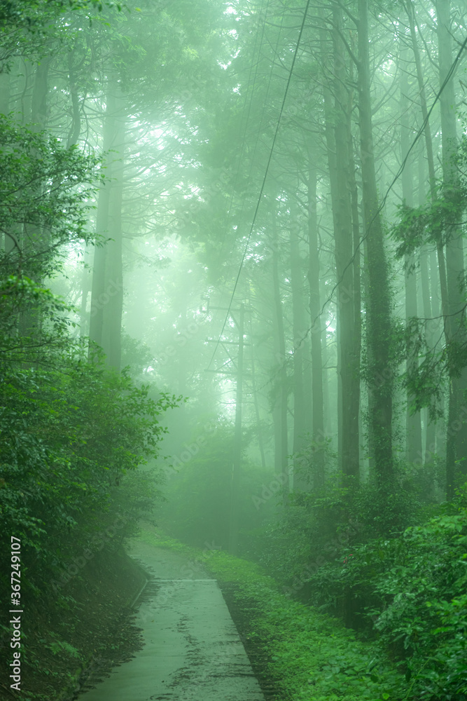 Obraz premium 霧の中の遊歩道
