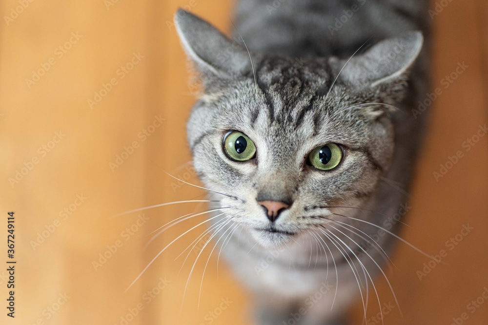 見つめる猫ちゃん　　サバトラ猫