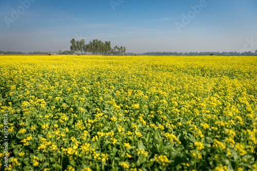 Beautiful Mustard Flower Field In Bangladesh