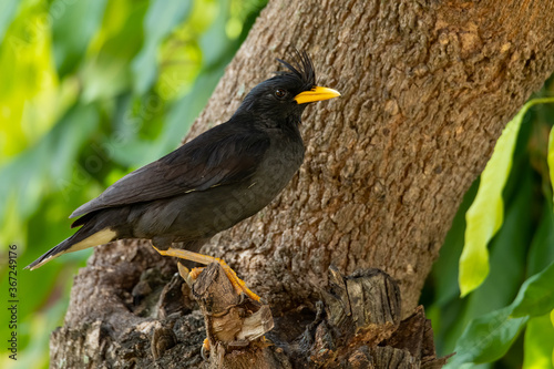White-vented Myna perching on a tree branch