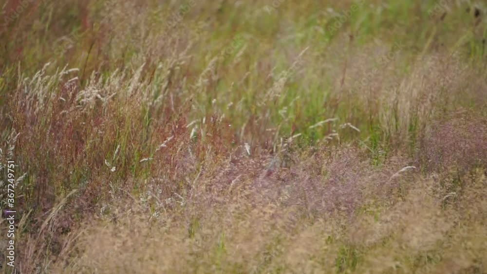 Colorful meadow and steppe grass sways in a strong wind. Selective focus. Blurred background. Colorful meadow and steppe grass sways in a strong wind. Selective focus. Blurred background.