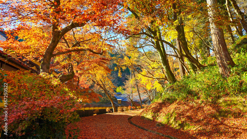 もみじの絨毯を敷き詰めた散策路