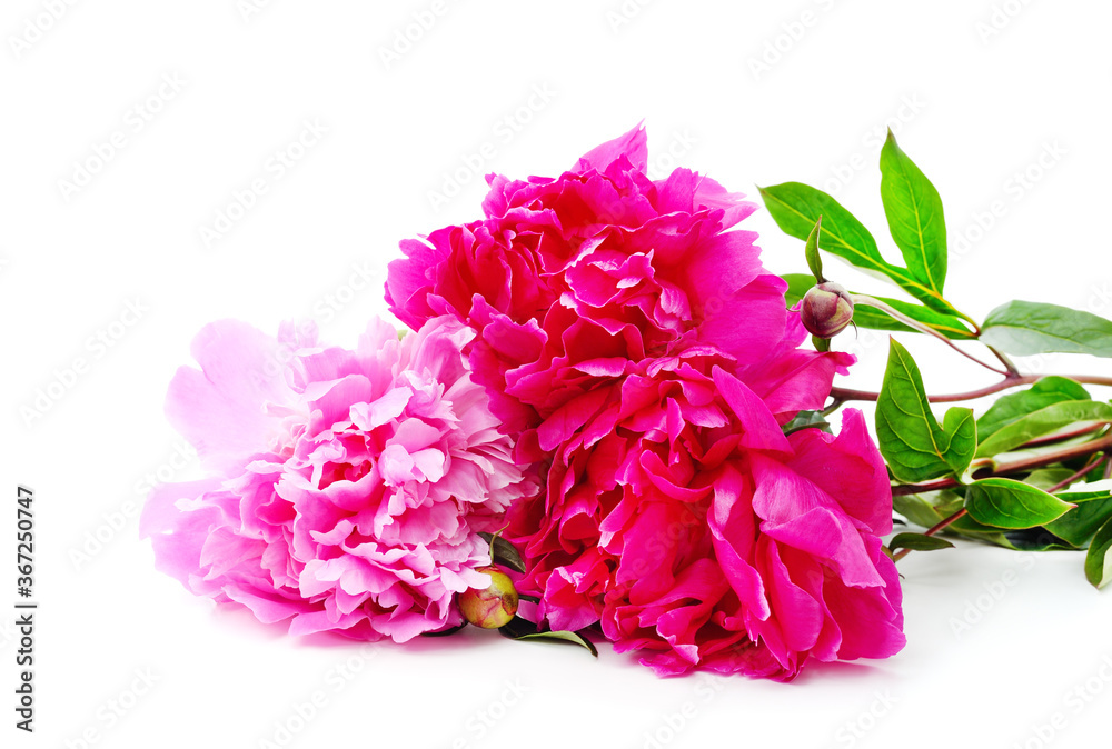 Three pink peonies. Three pink peonies.