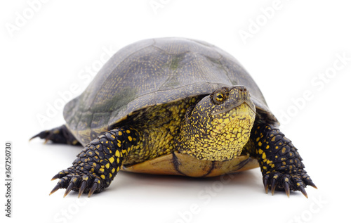 One beautiful turtle.