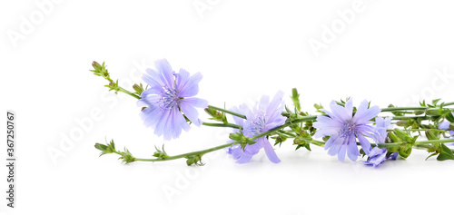 Blue chicory flowers.