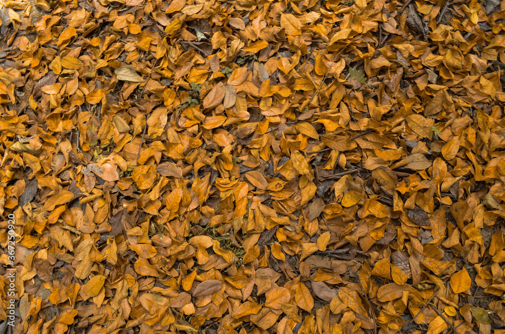 Brown and yellow fallen leaves background